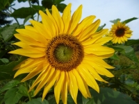 Il girasole - simbolo della serenità